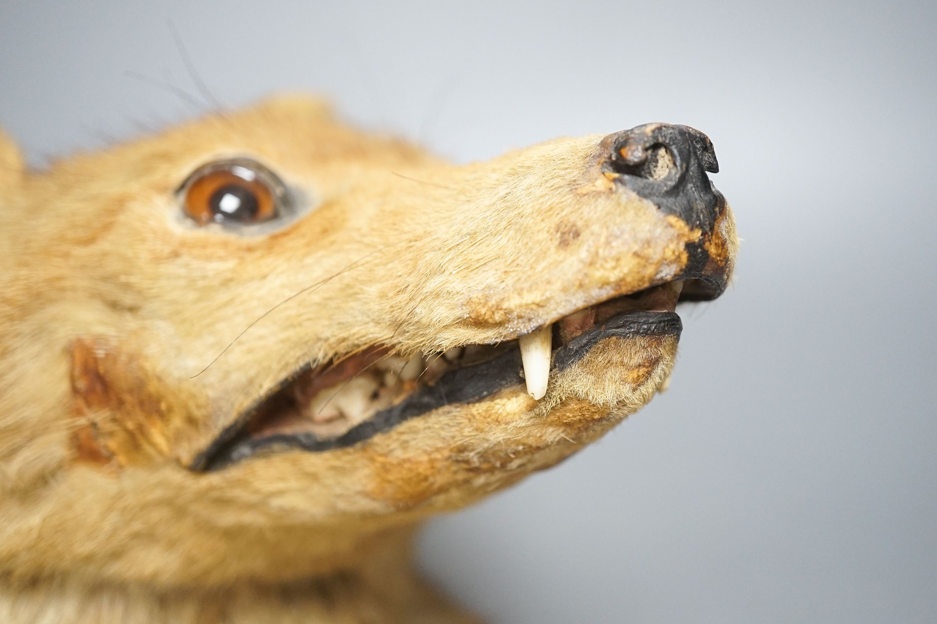 A taxidermy fox's head, mounted